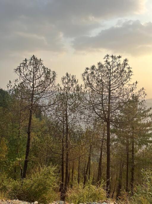 Residence Inn Homestay Shimla Eksteriør billede